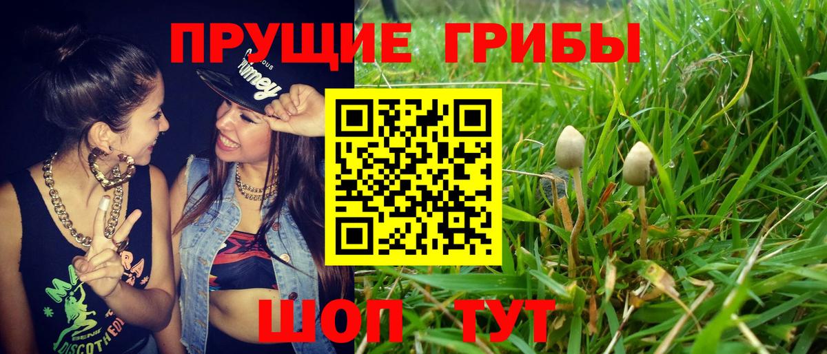 Карпинск  Псилоцибиновые грибы Cubensis  Вход с VPN 